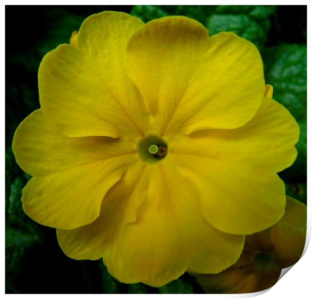 PRIMROSE SUNSHINE Print by Jacque Mckenzie