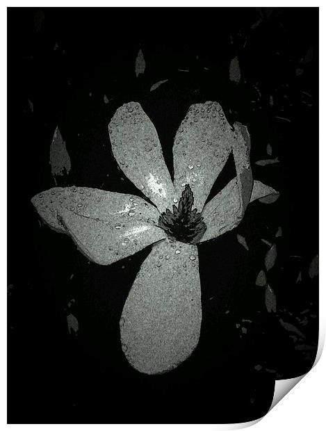JAPANESE MAGNOLIA LILY 2 Print by Jacque Mckenzie