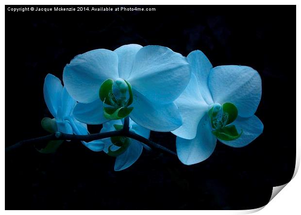 COOL BLUE ORCHID Print by Jacque Mckenzie