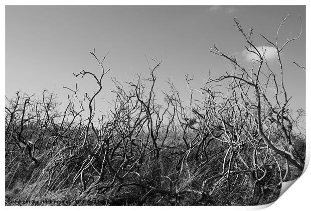 Burnt Gorse Print by patrick mcalea