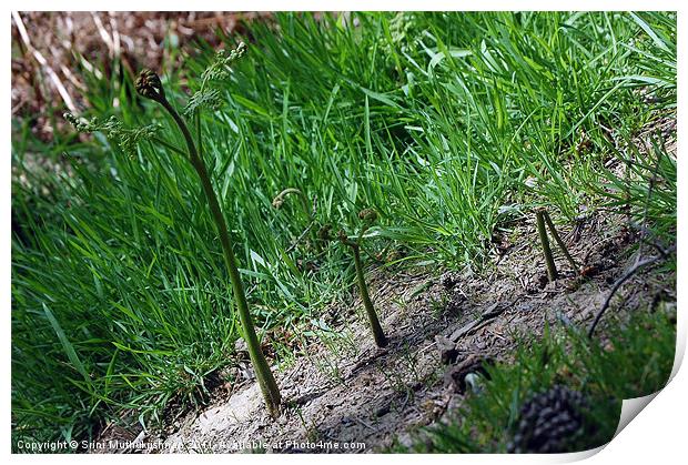 Wild saplings Print by Wood Stocker