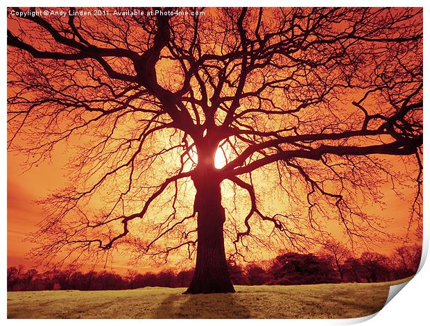 Oak Silhouette Print by Andy Linden