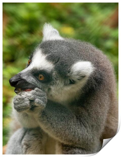 Ring tailed Lemur Print by Images of Devon