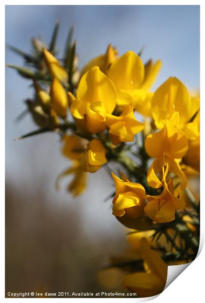 Woodland Gorse Print by Images of Devon
