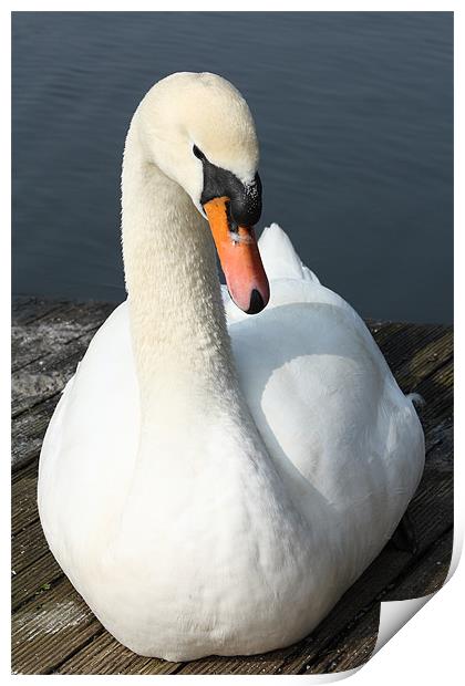 White Swan Print by Images of Devon