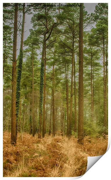 Haldon Forest Print by Images of Devon