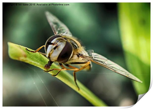  Hoverfly time Print by Images of Devon