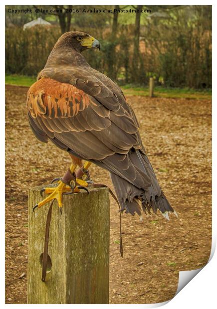 Mexican Harris Hawk Print by Images of Devon
