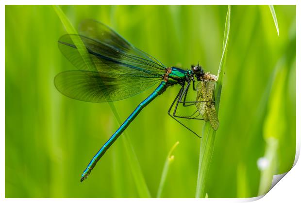 Mayfly Lunch Print by Images of Devon