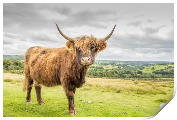 Highland Cow Print by Images of Devon