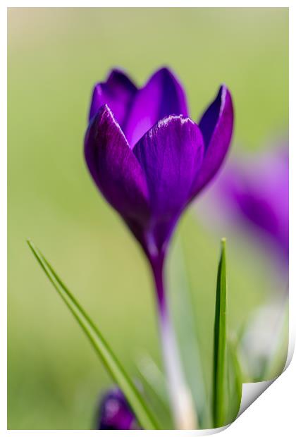 The Lone Crocus Print by Images of Devon