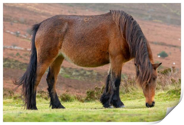 Dartmoor Pony grazing on Dartmoor national park Print by Images of Devon