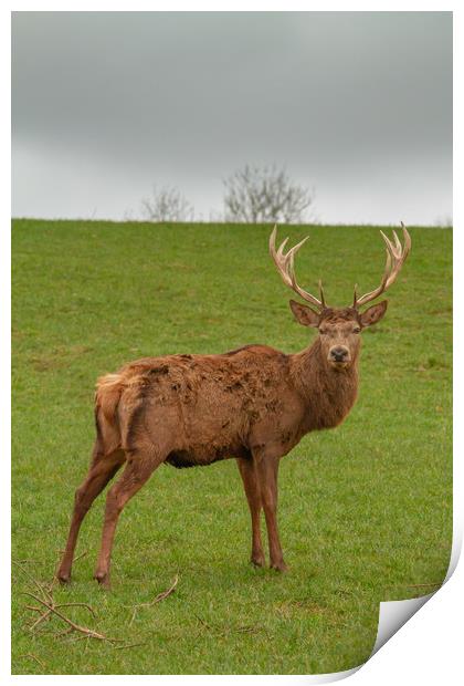 The red deer (Cervus elaphus Print by Images of Devon