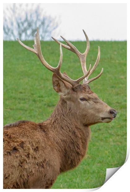 The red deer (Cervus elaphus) Print by Images of Devon