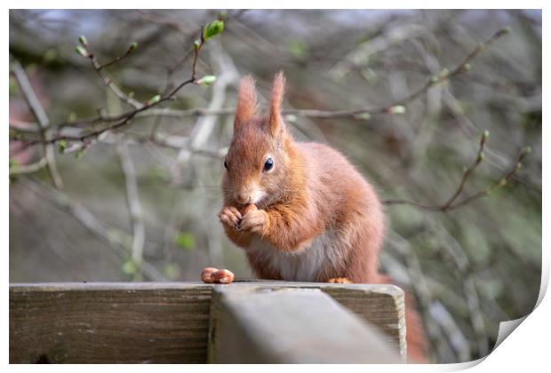 The Red Squirrel Print by Images of Devon