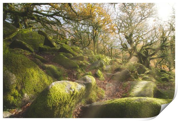 The Magical Wistmans Wood Print by Images of Devon