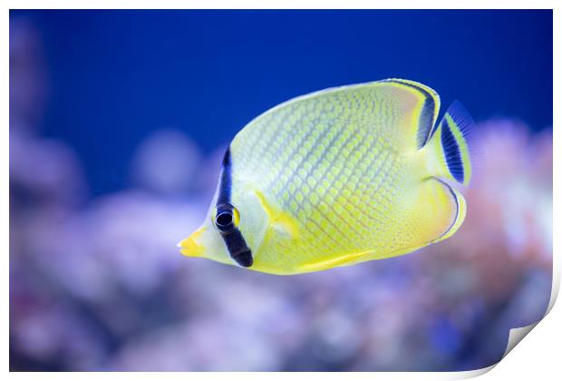 Latticed Butterflyfish Print by Images of Devon