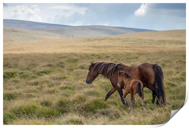 Mare and Foal on Dartmoor Print by Images of Devon