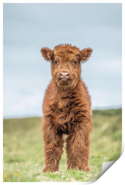 Highland calf on Dartmoor Print by Images of Devon