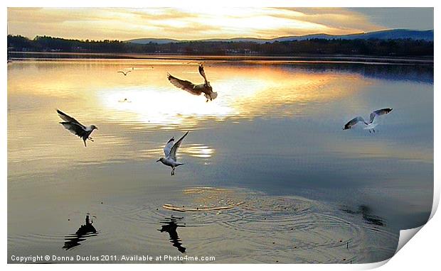 Feeding seagulls Print by Donna Duclos