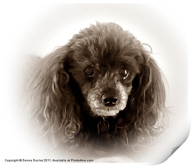 Poodle Portrait in Sepia Tone Print by Donna Duclos