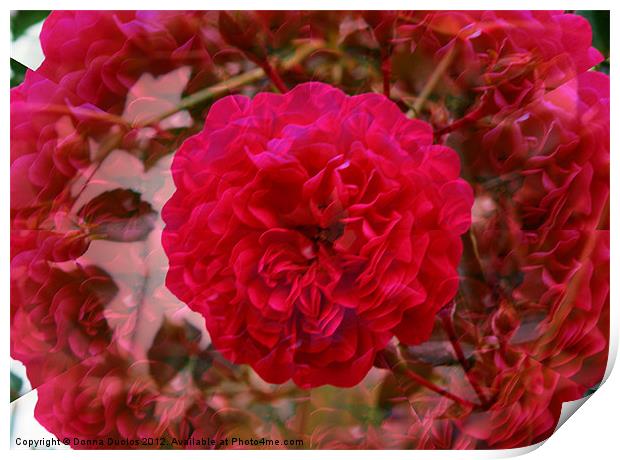 Illusion Rose Print by Donna Duclos
