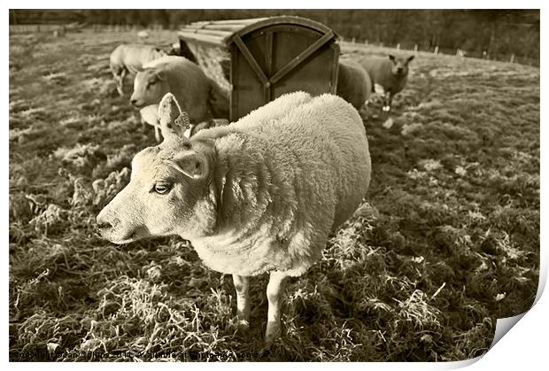 Morning Sheep Print by Ian Collins