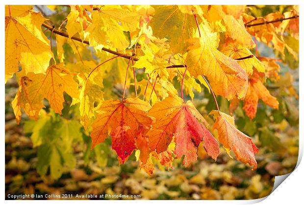Maple Autumn Colours Print by Ian Collins