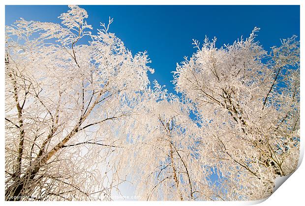 Frozen trees Print by Ian Collins