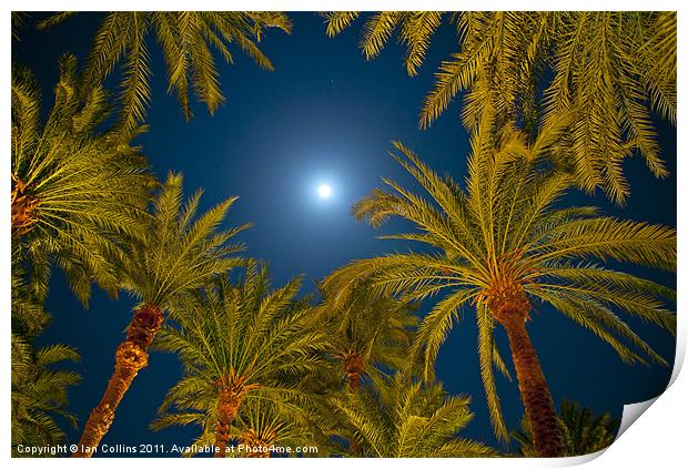 Palm trees and Moon Print by Ian Collins