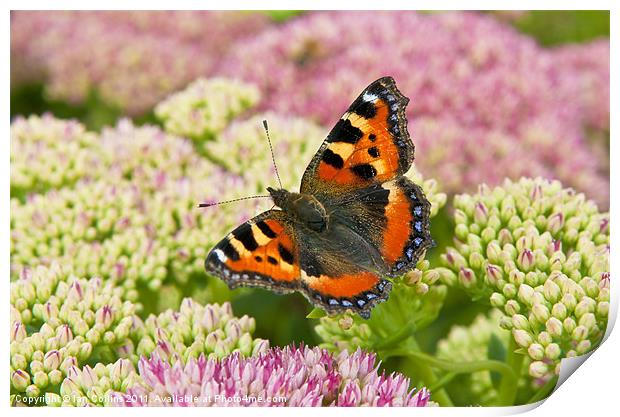 Tortoiseshell Butterfly Print by Ian Collins