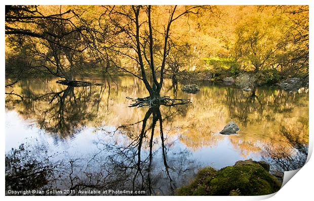 Reflections Print by Ian Collins