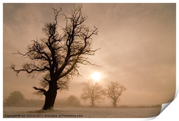 Trees in Mist Print by Ian Collins