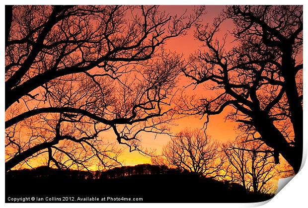 Tree Silhouettes Print by Ian Collins
