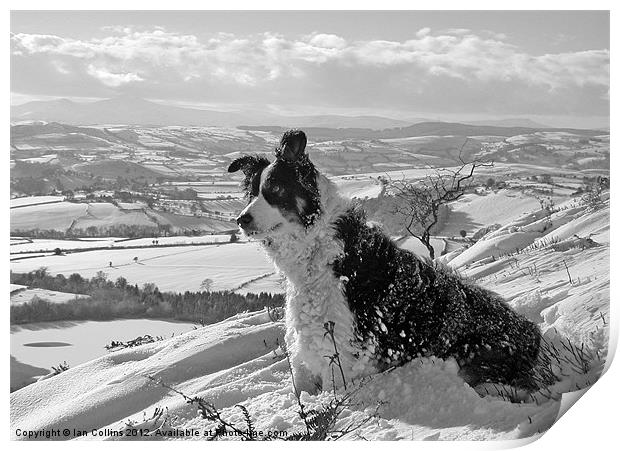 Snow Collie Monochrome Print by Ian Collins