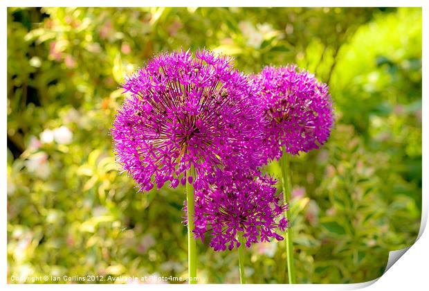 Alliums Print by Ian Collins