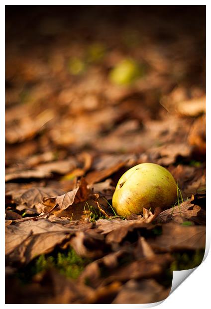 Autumnal Scene Fallen Apple Print by Andrew Berry