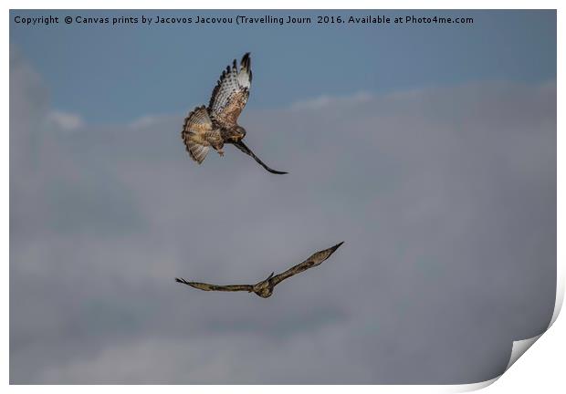 Buzzard dog fight  Print by Jack Jacovou Travellingjour