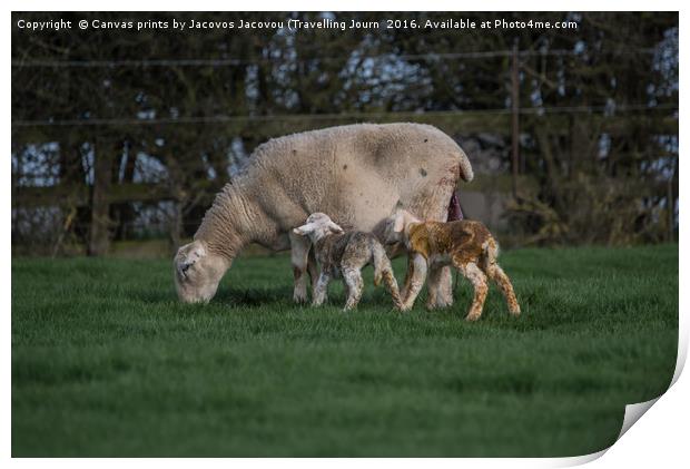 New born lamb Print by Jack Jacovou Travellingjour