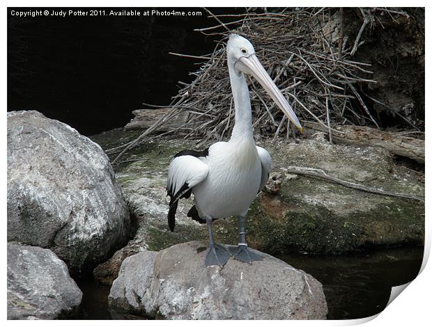 Pelican Pete Print by Judy Potter