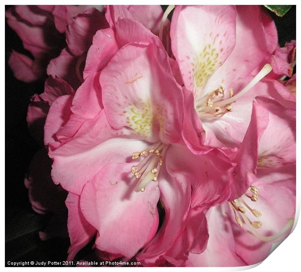 Beautiful Rhododendron - Close Up Print by Judy Potter