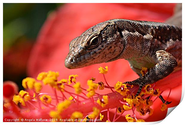 A wall lizard on the stamen of the hibiscus flower Print by Angela Wallace