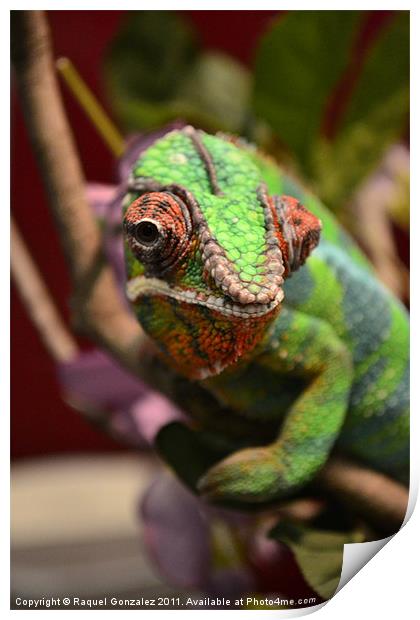 Chameleon chilling on a branch Print by Raquel Gonzalez