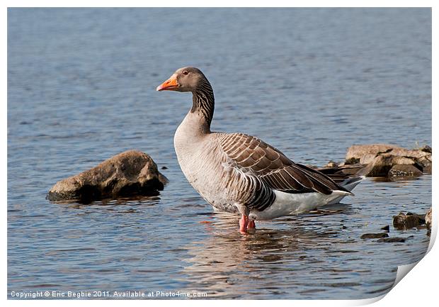 Greylag Goose Print by Eric Begbie