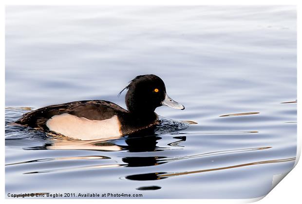 Tufted Duck Male Print by Eric Begbie