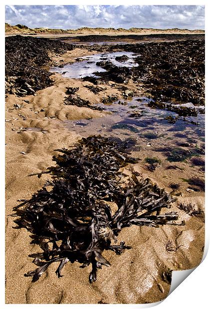 Rock Pool Print by Dave Wilkinson North Devon Ph