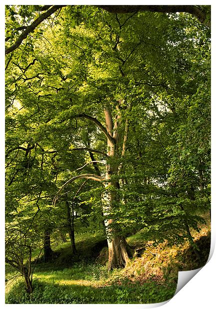 Beech Tree Print by Dave Wilkinson North Devon Ph