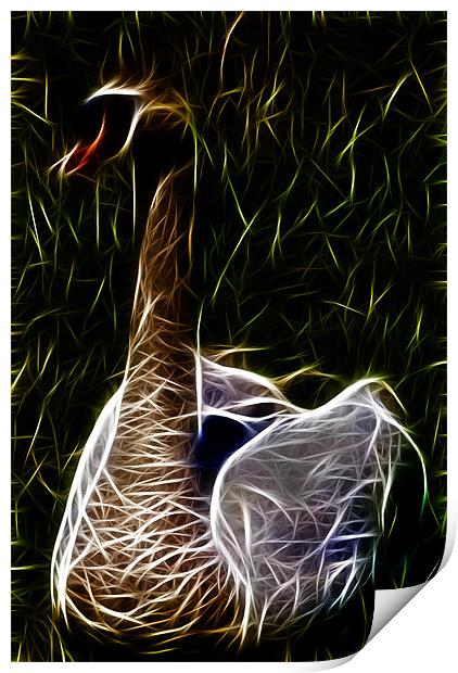 Swan Print by Dave Wilkinson North Devon Ph