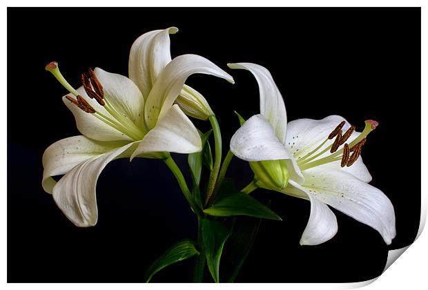 White Lilies Print by Dave Wilkinson North Devon Ph