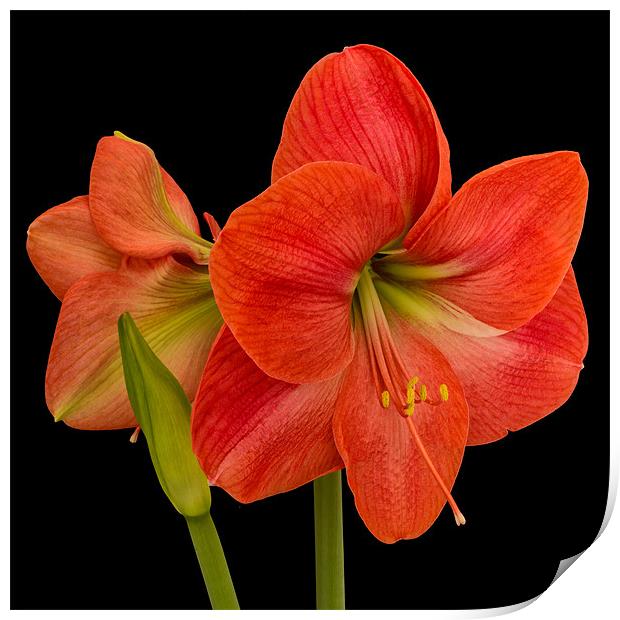 Amaryllis Print by Dave Wilkinson North Devon Ph